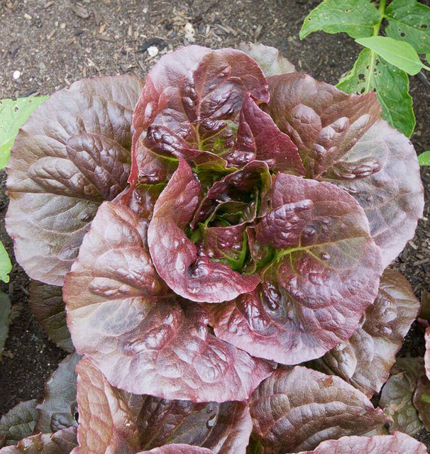 Pomegranate Crunch Organic Lettuce Seeds 3