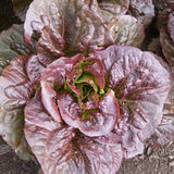 Pomegranate Crunch Organic