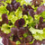 City Garden Pelleted