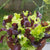 City Garden Pelleted