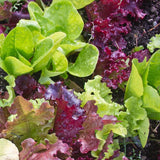 Super Gourmet Salad Blend