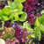 Super Gourmet Salad Blend
