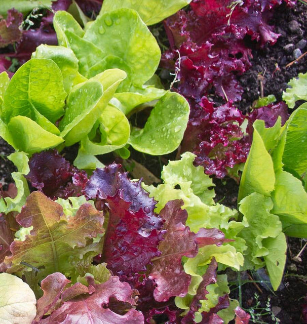 Super Gourmet Salad Blend