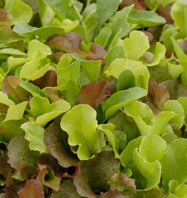 Super Gourmet Salad