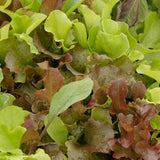 Super Gourmet Salad