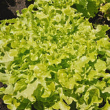 Salad Bowl Lettuce Seeds