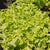 Salad Bowl Lettuce Seeds