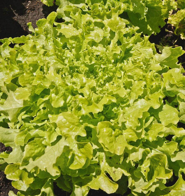 Salad Bowl Lettuce Seeds