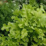 Green Salad Bowl