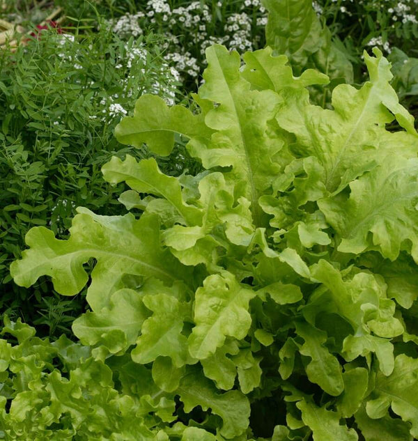 3,000 Prizehead Leaf Lettuce Seeds – Fresh, High Germination (90%+) – Partial Shade