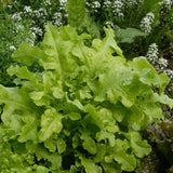Green Salad Bowl