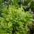 Green Salad Bowl