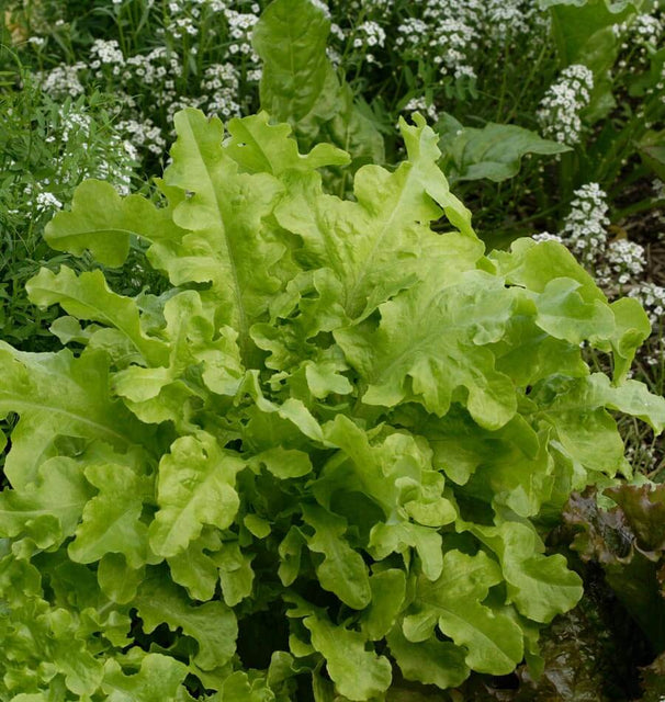 Green Salad Bowl