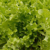 Green Salad Bowl