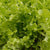 Green Salad Bowl
