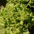 Tropicana Organic