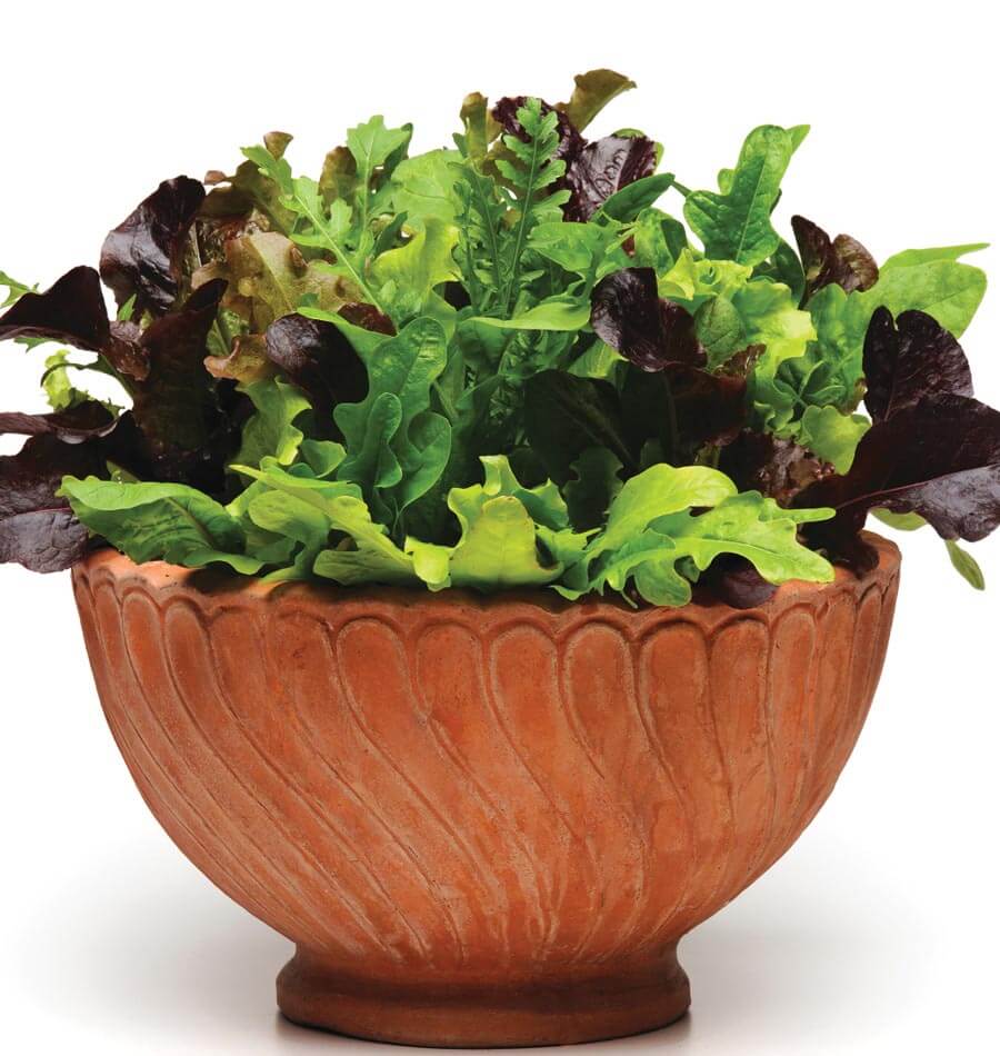 www.westcoastseeds.com