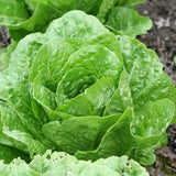 Coastal Star Organic Lettuce Seeds