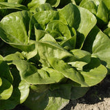 Coastal Star Organic