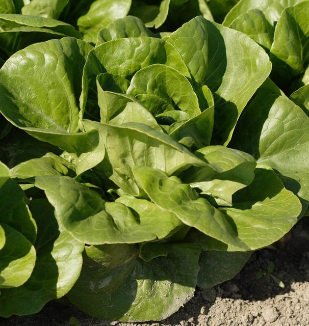Coastal Star Organic