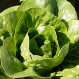 Coastal Star Organic