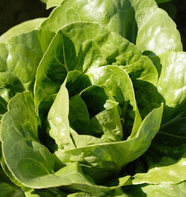 Coastal Star Organic