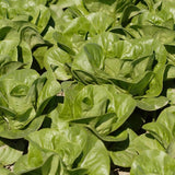 Coastal Star Organic