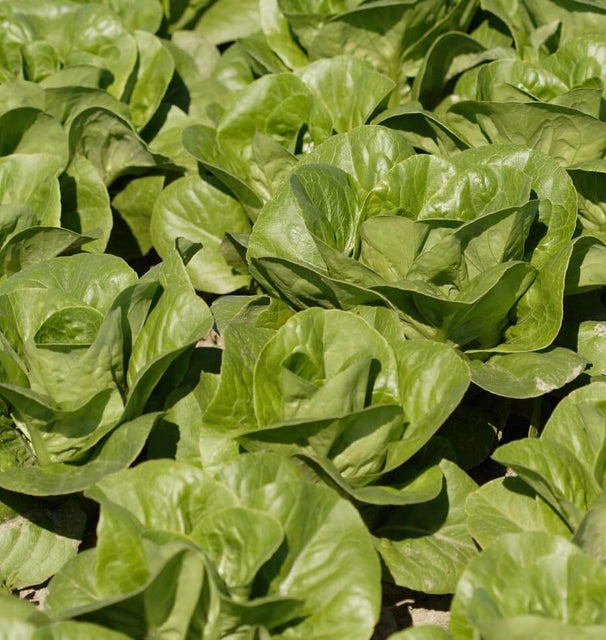 Coastal Star Organic