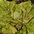 Speckled Butterhead Organic
