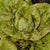 Speckled Butterhead Organic