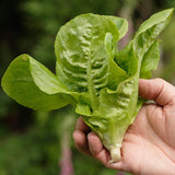 Little Gem Romaine Lettuce Seeds