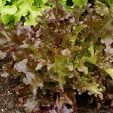Red Salad Bowl