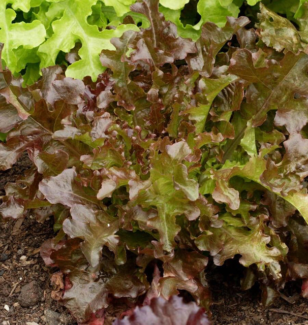 salad plant with tiny brown seeds Red Salad Bowl Lettuce Seeds – West Coast Seeds