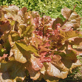 Red Salad Bowl