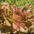 Red Salad Bowl
