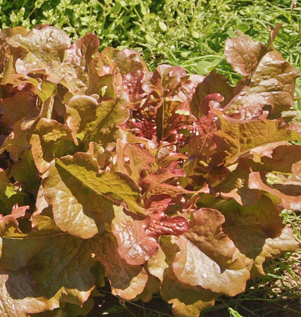 salad plant with tiny brown seeds Red Salad Bowl Lettuce Seeds – West Coast Seeds
