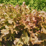 Red Salad Bowl