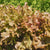 Red Salad Bowl
