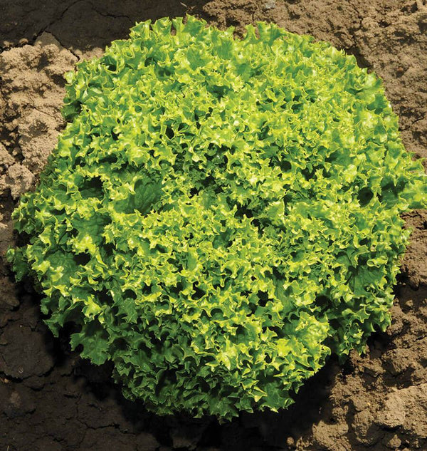 Ilema Organic Lettuce Seeds