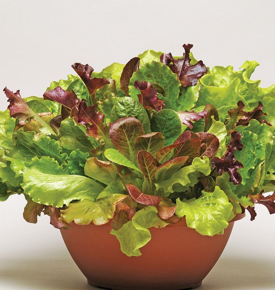 Summer Picnic Pelleted Lettuce Seeds – West Coast Seeds