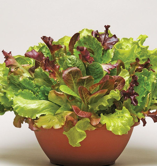 Summer Picnic Pelleted