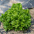 Celinet Organic