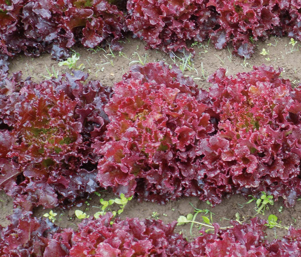 Brentwood Eazyleaf Organic