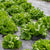 Pensacola Organic