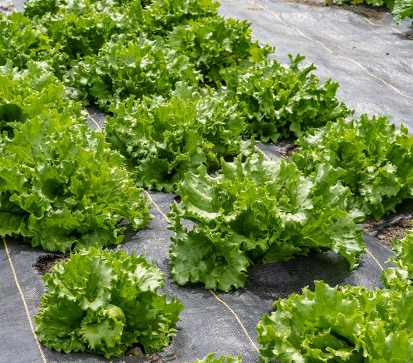 Pensacola Organic