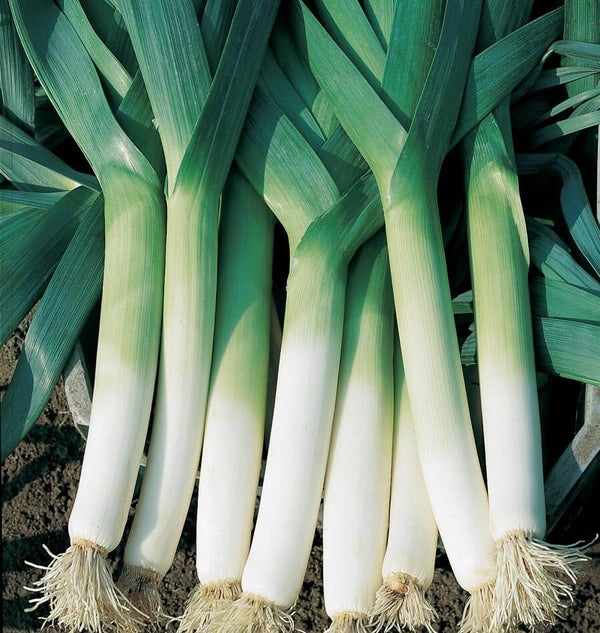 Lancia Organic Leek Seeds LK446-1