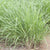 Lemon Grass Seeds