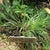 Lemongrass Seeds for Organic Growing