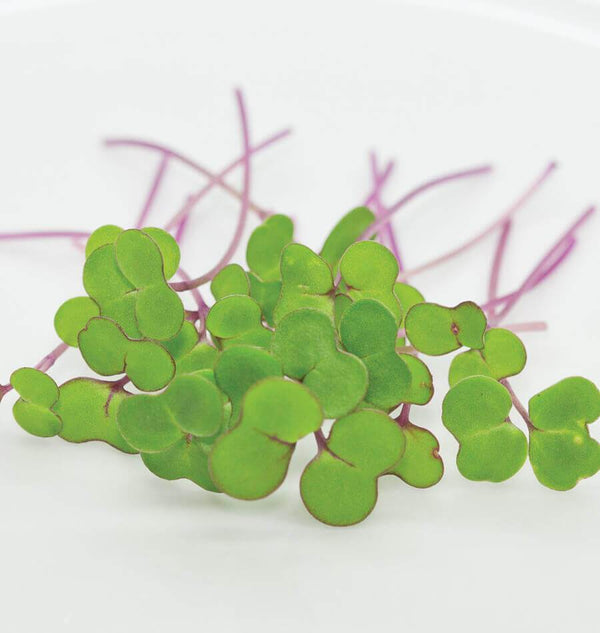 Microgreen Kale Seeds MG426-1