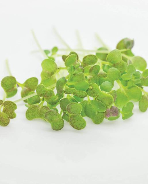 Microgreen Mustard Seeds MG556-1